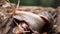 Algae Eating Black Japanese Trapdoor Pond Snails creep on rotting wood