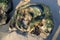 Algae encrusted rock on the beach at low tide in Laguna Beach, California.