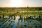 Algae farm field in Indonesia