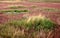 Algae and grass on a dried estuary