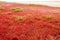 Algae and grass on a dried estuary