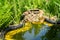 Algae growth in the garden pond