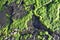 Algae growth on rock at Divers Cove Beach in Laguna Beach, California.