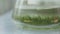 Algae growth in vitro test-tube, tube, science modern research