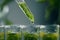 Algae Plaint and Pipette Over Test Tube, Dropping Sample Chemical into Green Tubes, Biotechnology
