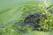 Algae polluted water ( green scum)