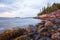 Algae, rocks and trees on the beach