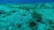 Algae on a sandy bottom that feeds sea turtles in the Red Sea, Abu Dabab