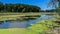 Algae and Scum Covered Lake in Forest