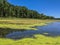 Algae and Scum Covered Lake in Forest