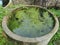 Algae sludge floating on the overflow concrete well ring surface