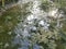 Algae sludge floating on the puddle surface