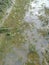 Algae sludge floating on the puddle surface