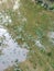 Algae sludge floating on the puddle surface