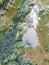 Algae sludge floating on the puddle surface