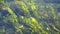 Algae, water plants, refracted under clean clear water surface