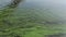 Algal bloom on the water