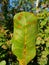 Algal leaf spot in cashew leaf in Viet Nam.