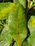 Algal leaf spot in cashew leaf in Viet Nam.