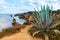 Algarve coast with agave plant in foreground