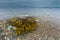 Algen im Wasser am Strand und Horizont