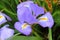An Algerian iris flowerhead