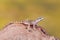 Algerian Sand gecko - Stenodactylus