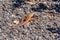 Algerian Sand Lizard - Psammodromus algirus, Algarve, Portugal