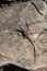 Algerian Sand Lizard & x28;Psammodromus algirus& x29; Mount Calamorro near