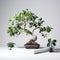 Algorithmic Artistry: Bonsai Tree On Stand With Plants - Commercial Photography