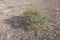 The alhagi sparsifolia shap in desert, adobergb