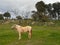 Alhaurin de la Torre -horse in the field