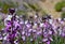 Alheli del Teide violet flowers (Erysimum scoparium) in Teide national Park,Tenerife,Canary Islands,Spain.