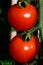 Alicante tomatoes ripening.