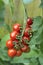 Alicante Tomatoes on the vine