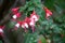 Alice Hoffman (Fuchsia \'Alice Hoffman\') plant with red and white flowers : (pix SShukla)