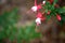 Alice Hoffman (Fuchsia \'Alice Hoffman\') plant with red and white flowers : (pix SShukla)