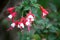 Alice Hoffman (Fuchsia \'Alice Hoffman\') plant with red and white flowers : (pix SShukla)