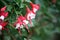 Alice Hoffman (Fuchsia \'Alice Hoffman\') plant with red and white flowers : (pix SShukla)