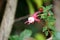 Alice Hoffman (Fuchsia \'Alice Hoffman\') plant with red and white flowers : (pix SShukla)