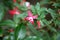 Alice Hoffman (Fuchsia \'Alice Hoffman\') plant with red and white flowers : (pix SShukla)