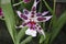 Aliceara Beallara Peggy Ruth Carpenter Morning Joy Orchid flower.