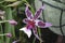 Aliceara Beallara Peggy Ruth Carpenter Morning Joy Orchid flower.