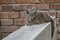 Alien cat with sad eyes sitting on a parapet against brick wall