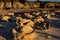 The Alien Egg Hatchery at Bisti Badlands Wilderness Area New Mexico