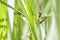 Alien-Faced Praying Mantis Amongst Grass