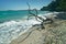 Alien life form on Hobbs Beach Tiritiri Matangi Island open nature reserve, New Zealand