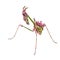 Aliens already on Earth raptorial insect mantis