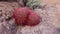 Ð¡alifornia barrel cactus, compass barrel Ferocactus cylindraceus, cacti grow on stones in the desert, Arizona Cacti