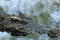 Aligator Crocodile in the mossy swamp